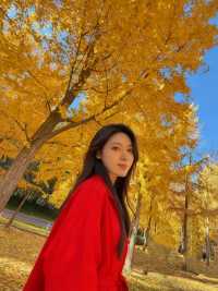 四得公園銀杏機位實拍|低角度這樣拍美炸了!