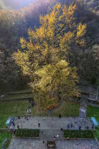 王屋山銀杏攻略|邂逅千年樹冠下的金色秋天