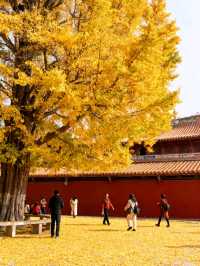 11月泉州：半城煙火半城仙世遺古城的蚵殼厝與開元寺銀杏慢時光