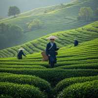 萬畝茶園春日漫遊