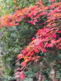 深秋崂山太清宮絕美銀杏楓葉季人潮洶湧都得來！