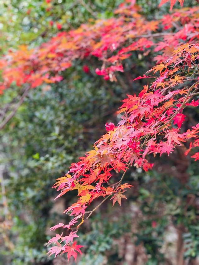 深秋崂山太清宮絕美銀杏楓葉季人潮洶湧都得來！