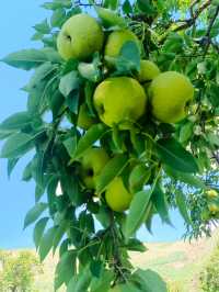 秋之韻：凋零與豐收的交響