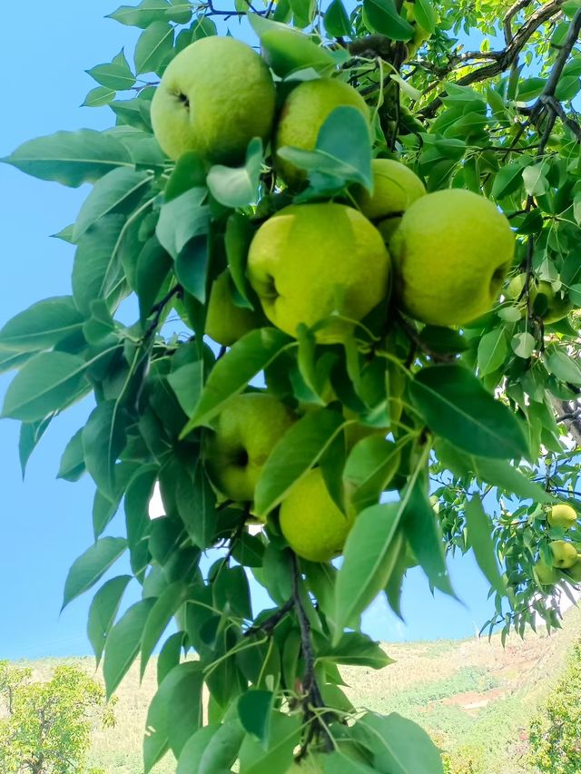 秋之韻：凋零與豐收的交響