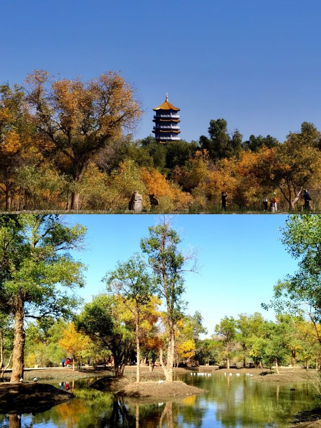 金塔胡楊林:千年守望,沙漠中的奇蹟! 金塔胡楊林:千年守望,沙漠中的奇蹟!