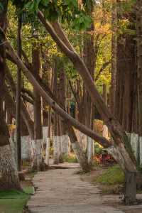 烏村的秋，藏在被忽略的細節裡