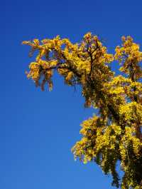 南京丨金陵古寺賞秋必入