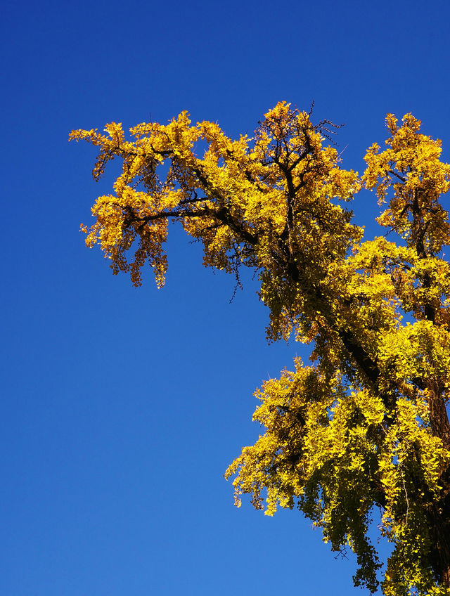 南京丨金陵古寺賞秋必入