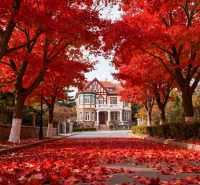 八大關的秋天,是上帝打翻的調色盤|青島賞秋天花板