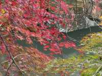 秋日虞山賞楓季