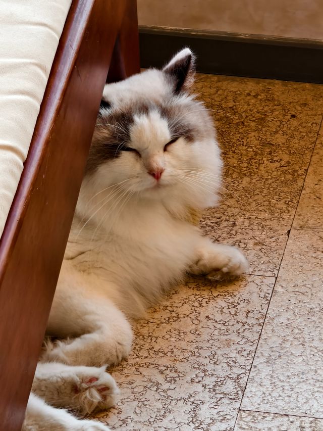 平潭這家海景民宿也太治癒了！面朝大海撸貓太幸福