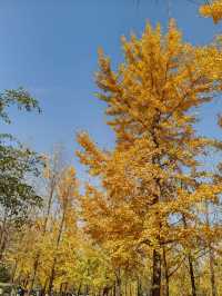 秦陵遺址賞秋攻略