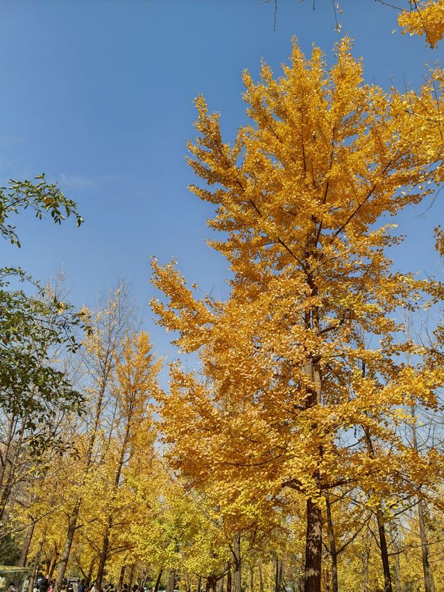 秦陵遺址賞秋攻略
