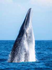 人生建議!11月-3月一定要帶娃去桂西南