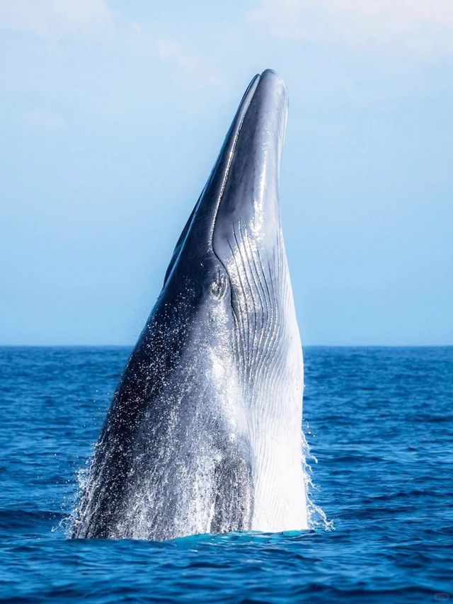 人生建議!11月-3月一定要帶娃去桂西南 人生建議!11月-3月一定要帶娃去桂西南