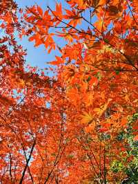 上海黃浦南園遊玩全攻略來了!!!