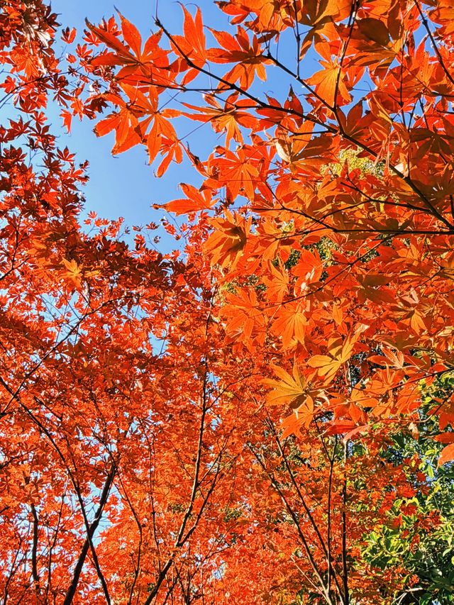 上海黃浦南園遊玩全攻略來了!!! 上海黃浦南園遊玩全攻略來了!!!