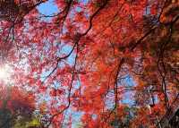 快來,浙江第三屆莫干山紅楓季開始了!