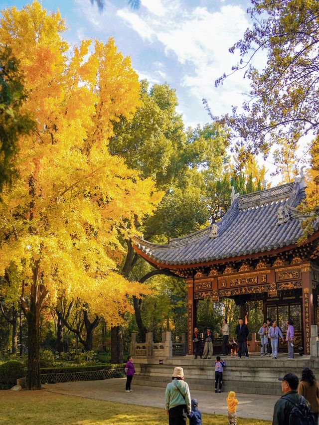 上海小眾秋色天花板一扇金色之門驚艷了深秋！