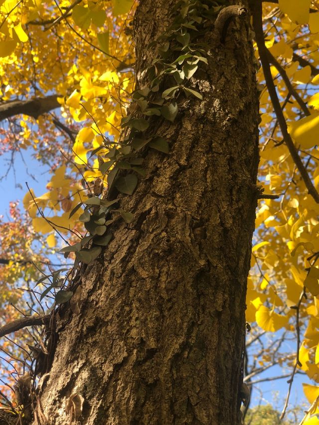 魔都賞秋必去園林