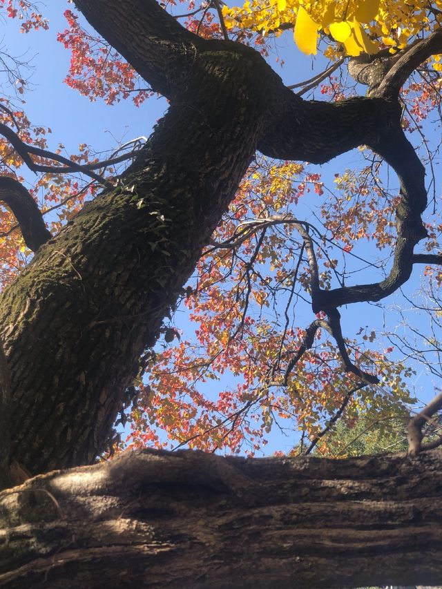 魔都賞秋必去園林