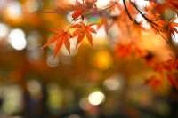 廬山賞秋必去！牯嶺鎮楓葉紅透的浪漫時光