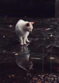 抓住北京秋天的尾巴京味皇家庭院~恭王府