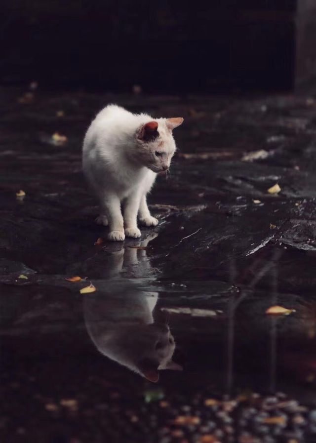 抓住北京秋天的尾巴京味皇家庭院~恭王府