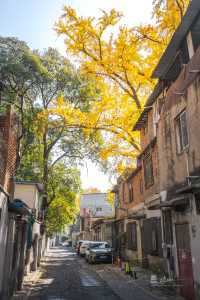 武漢秋景實拍!從未見過如此盛大的秋天