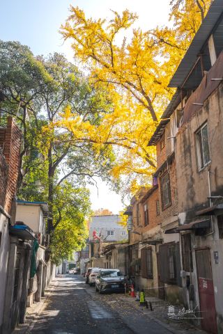 武漢の秋の風景を実写！これほど壮大な秋は見たことがない