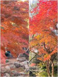 青島中山公園:闖入秋日童話世界