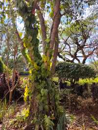 普洱山野漫步這片秘境藏滿了治癒系風景