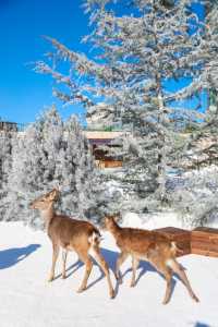 不出青島也能在 雪凇下和小鹿貼貼