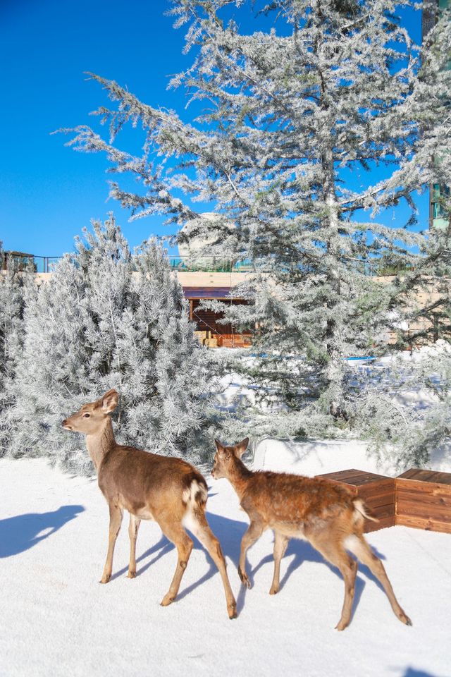 不出青島也能在 雪凇下和小鹿貼貼 不出青島也能在 雪凇下和小鹿貼貼