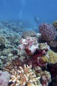 馬爾代夫冬季旅遊攻略