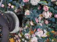 小狗和小馬一起低頭可愛鼠了！