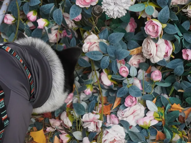 小狗和小馬一起低頭可愛鼠了！