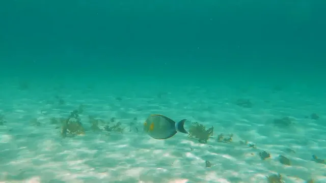 被譽為「海底熱帶雨林」-澳大利亞大堡礁