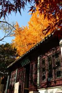 不愧為上海五大園林,驚嘆老祖宗的審美!