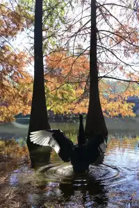 落羽杉紅了,你會來明孝陵燕雀湖看嗎?