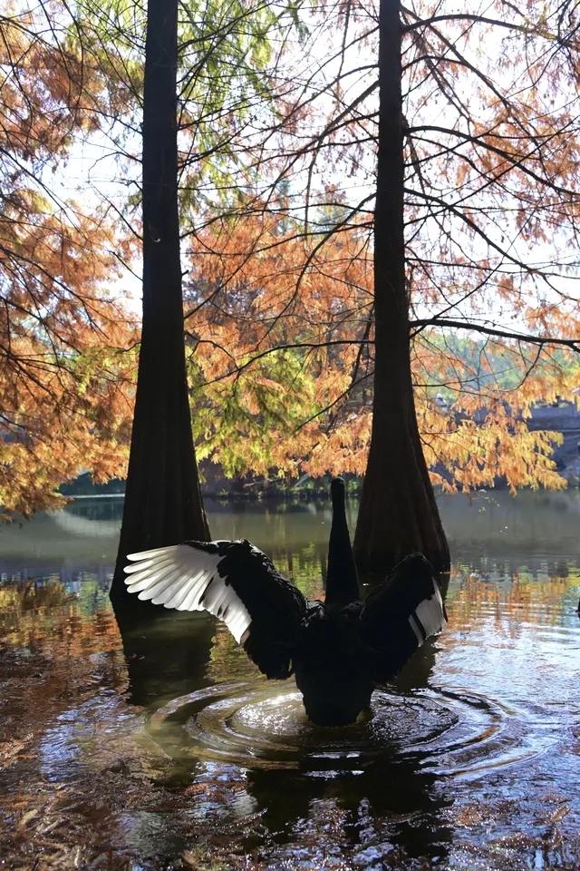 落羽杉紅了,你會來明孝陵燕雀湖看嗎? 落羽杉紅了,你會來明孝陵燕雀湖看嗎?