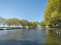 三月限定！阜南王家壩絕美油菜花海等你打卡