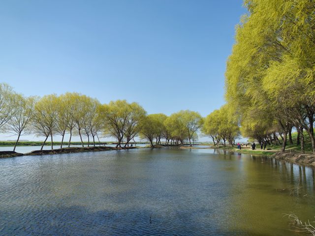 三月限定！阜南王家壩絕美油菜花海等你打卡