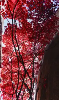 東坪山上長在岩縫裡的紅葉。