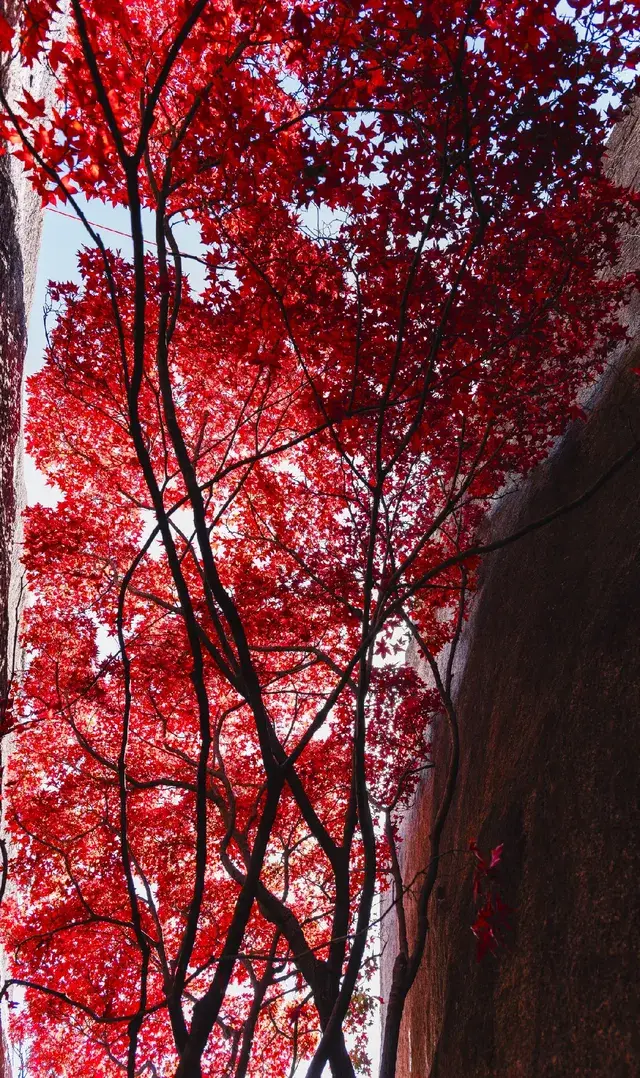 東坪山上長在岩縫裡的紅葉。