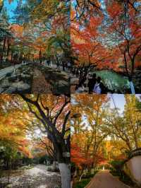 上海1小時直達,虞山真的太香了!