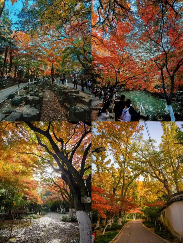 上海1小時直達,虞山真的太香了! 上海1小時直達,虞山真的太香了!