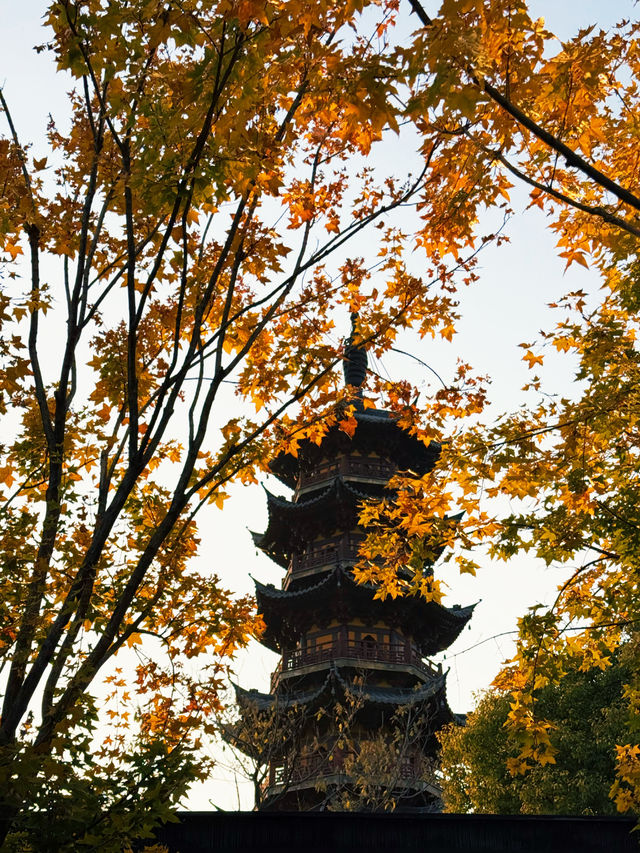 魔都秋日限定龍華寺美成古畫了!!! 魔都秋日限定龍華寺美成古畫了!!!