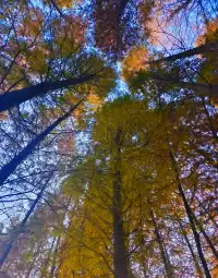 金山寺旁的「童話水杉林」，小朋友玩到不想走