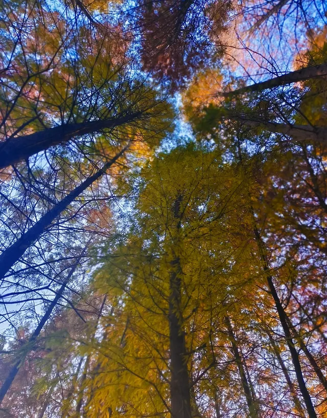 金山寺旁的「童話水杉林」，小朋友玩到不想走